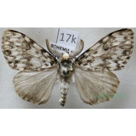 Lymantria monacha (Linnaeus, 1758) male Brudnica mniszka Czech17k